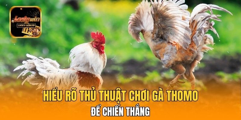 Hiểu rõ thủ thuật chơi gà Thomo để chiến thắng